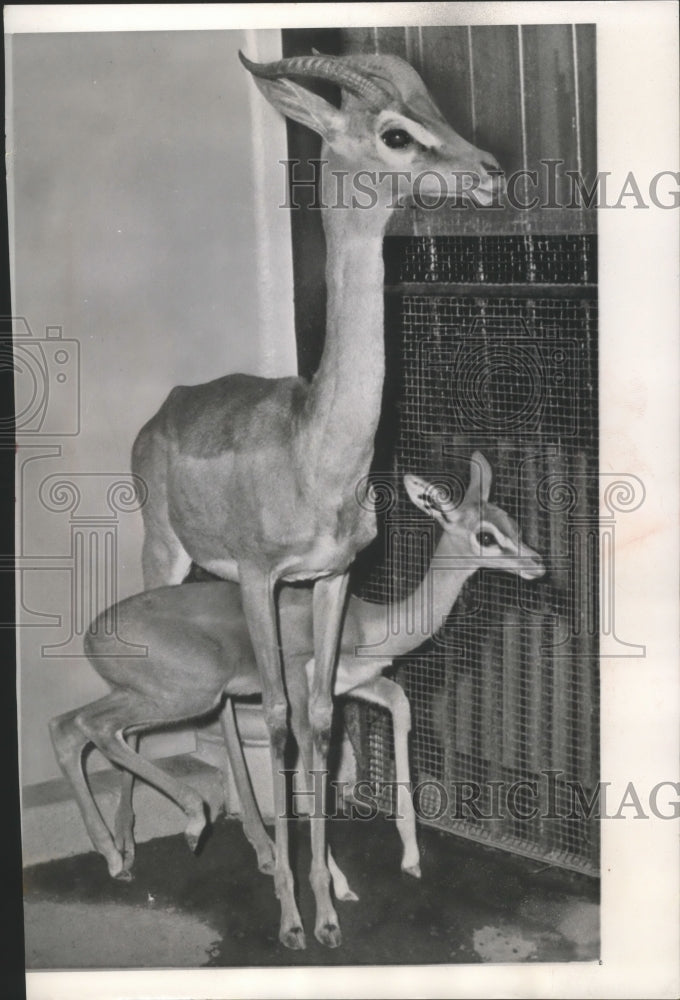 1963 Press Photo First Gerenuk born in captivity, Bronx zoo, New York City.-Historic Images