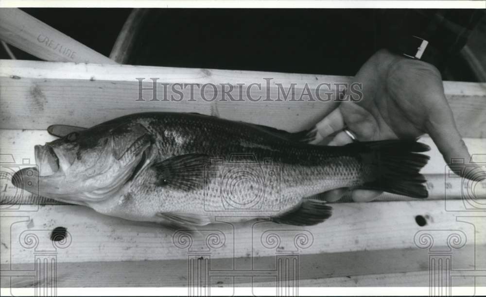 1993 Press Photo Large -mouth bass measured and released, Scout Lake, Wisconsin. - Historic Images