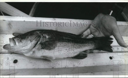 1993 Press Photo Large -mouth bass measured and released, Scout Lake, Wisconsin. - Historic Images