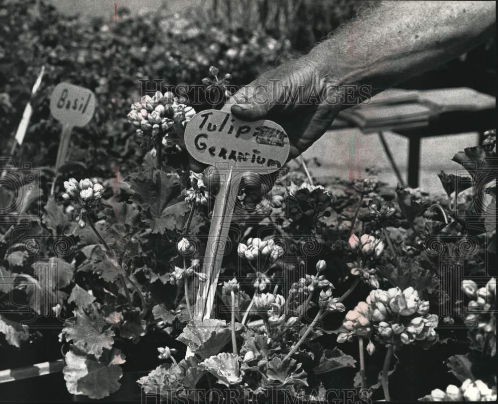 1992 Press Photo Leonard Karbowski labels Tulip geraniums at the Farmer&#39;s Market - Historic Images