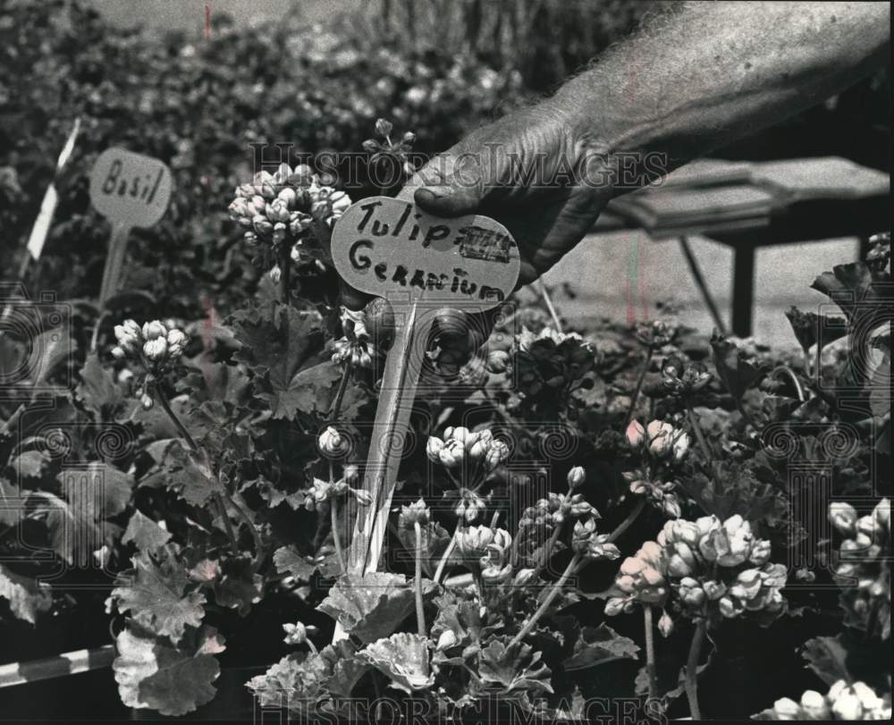 1992 Press Photo Leonard Karbowski labels Tulip geraniums at the Farmer's Market - Historic Images
