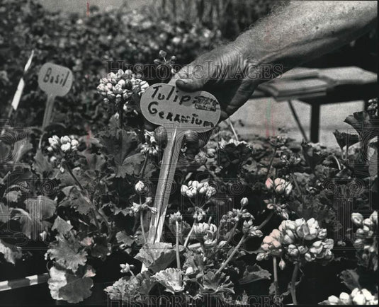 1992 Press Photo Leonard Karbowski labels Tulip geraniums at the Farmer's Market - Historic Images