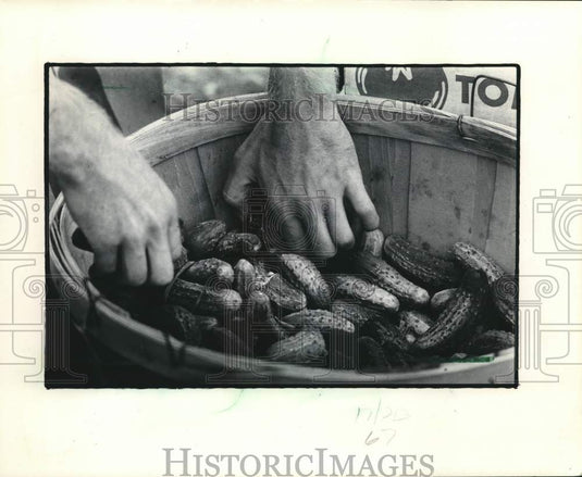 1984 Press Photo Close-up of hands choosing the best cucumbers to pickle - Historic Images