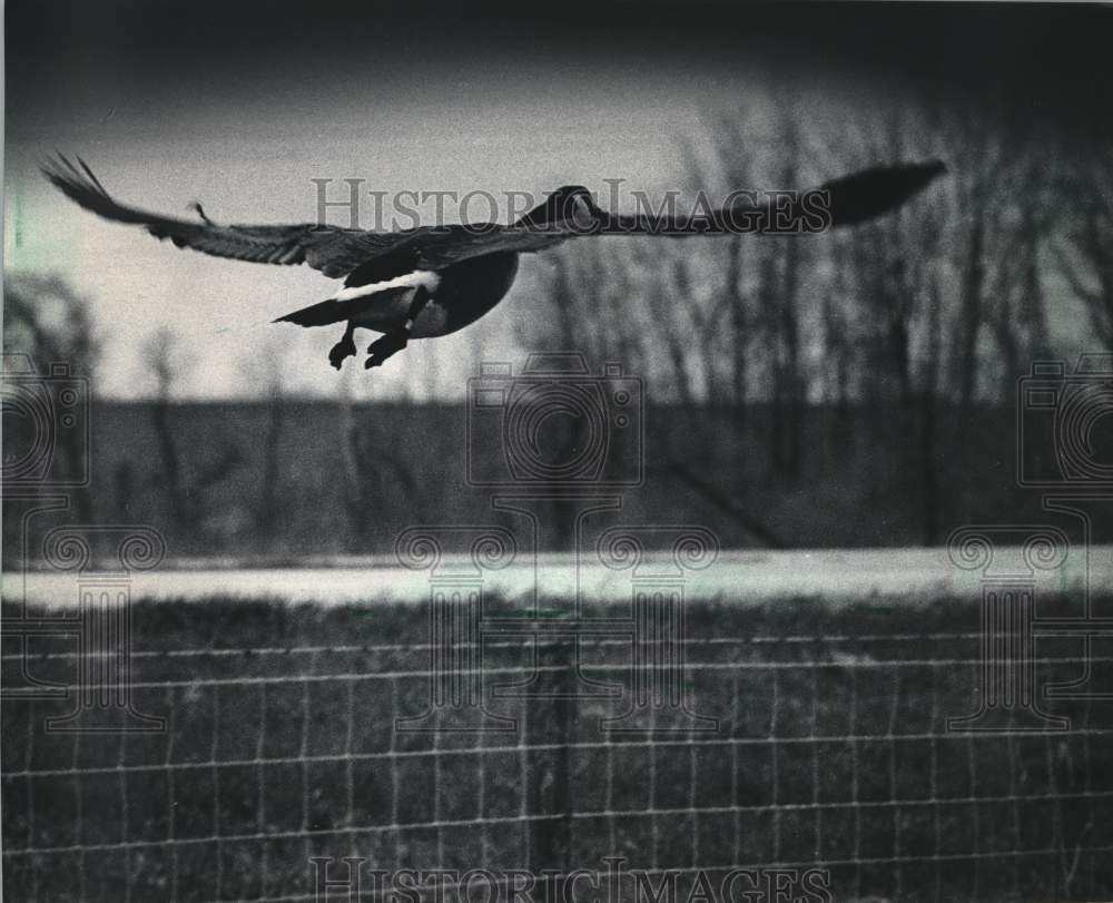 1984 Press Photo Canada Goose in Flight, Green Bay, Wisconsin - mjb23819 - Historic Images