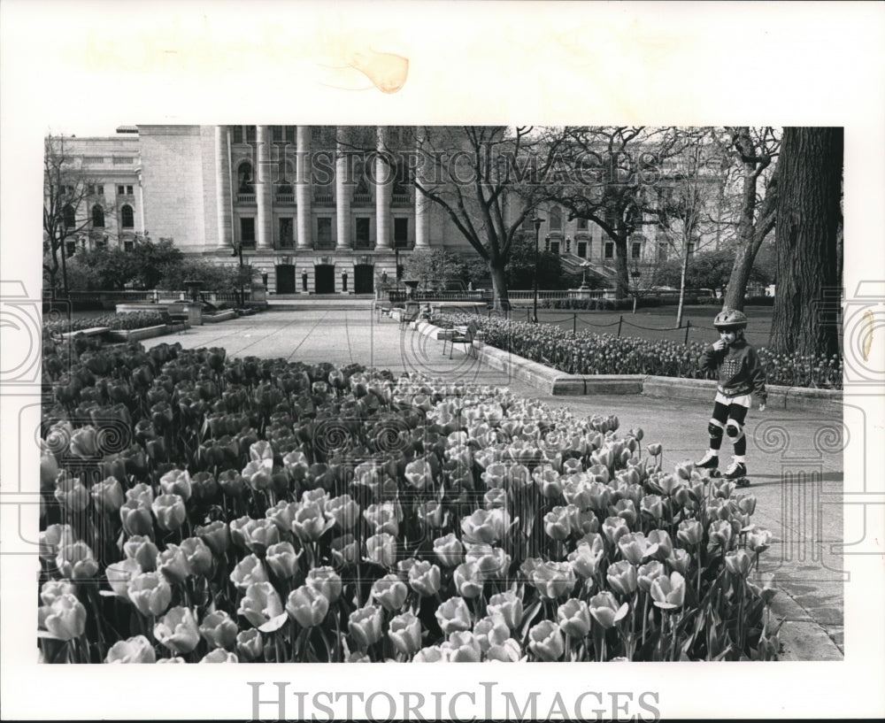 Press Photo Jenna Keller Looks at Tulip Beds at the Capitol Grounds in Madison - Historic Images