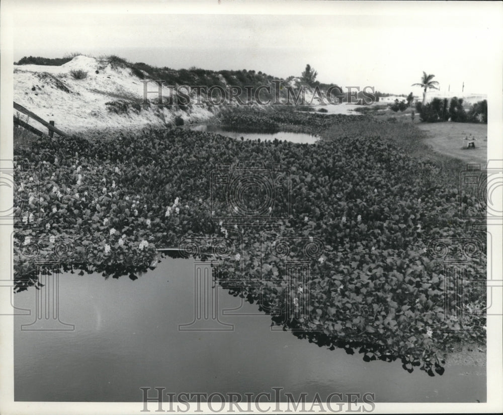 1965 Press Photo Overgrown Water Hyacinths in Irrigation Canal in Florida - Historic Images