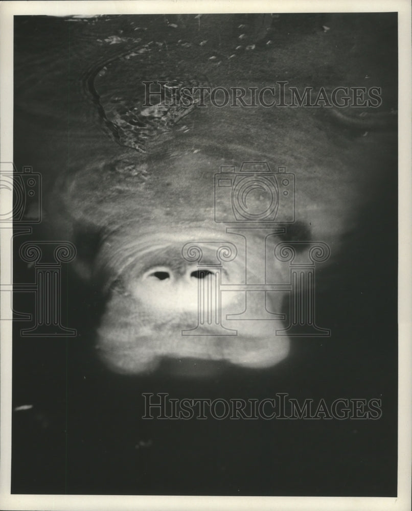 1965 Press Photo A Manatee Comes Up for Air - mjb26663 - Historic Images