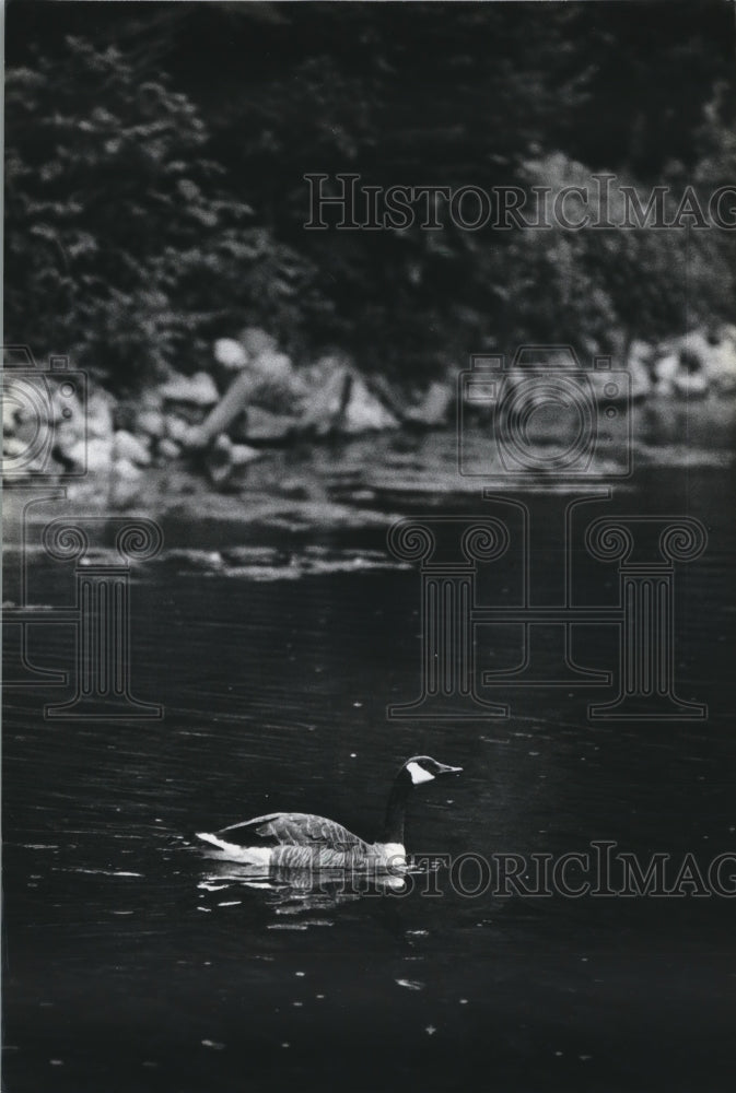 1981 Press Photo Canadian Goose On Pond - mjb27450 - Historic Images