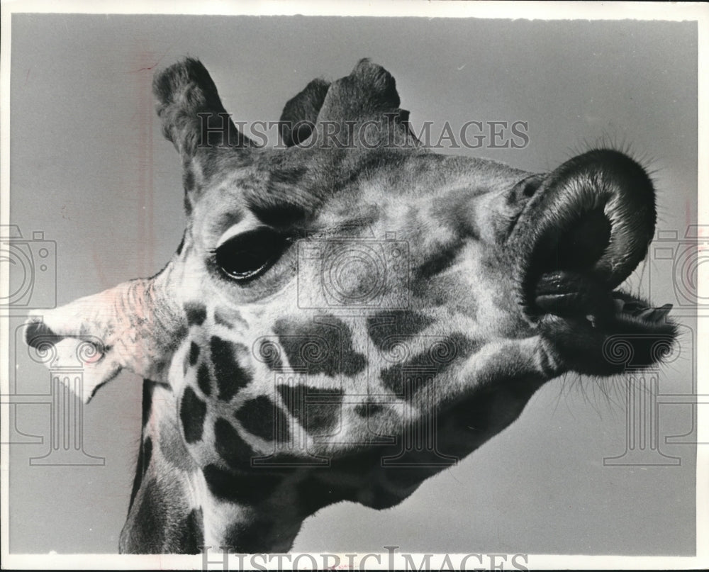 1971 Close up of a Giraffe at England&#39;s Chessington Zoo-Historic Images