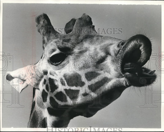 1971 Close up of a Giraffe at England's Chessington Zoo-Historic Images