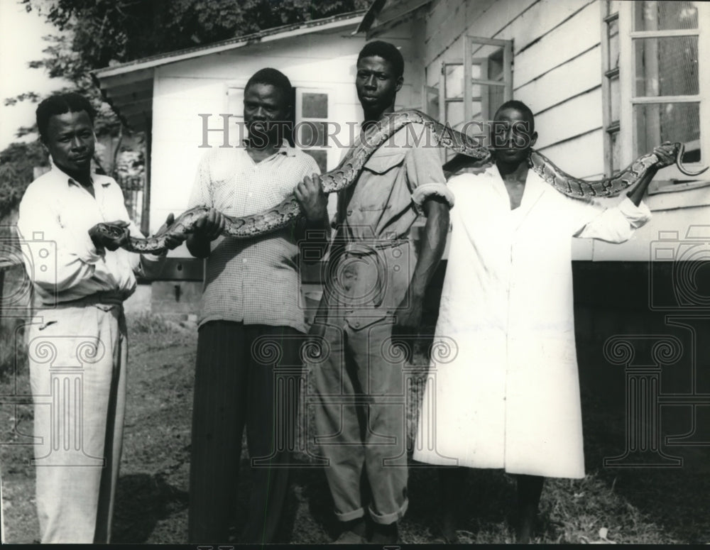 1959 Ghana Zoo Attendants Hold a Python at University College-Historic Images