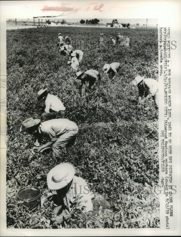 1959 Press Photo Workers in Mexico City Harvest Tomatoes - mjb29076-Historic Images