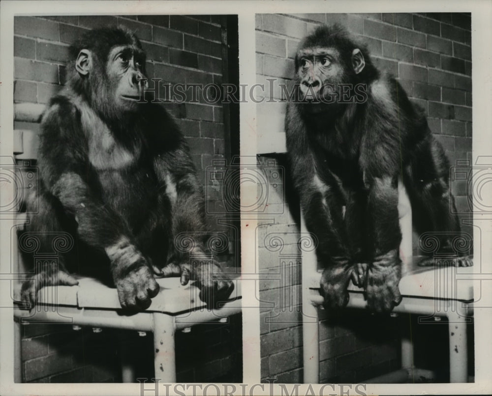 1951 Press Photo Sinbad The Three-Year-Old Gorilla in Lincoln Park Zoo-Historic Images