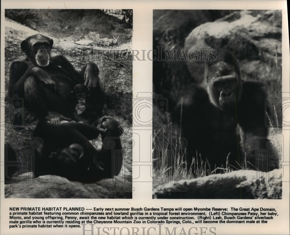 1991 Press Photo Chimpanzees, Gorilla Waiting For Myombe Reserve in Tampa - Historic Images