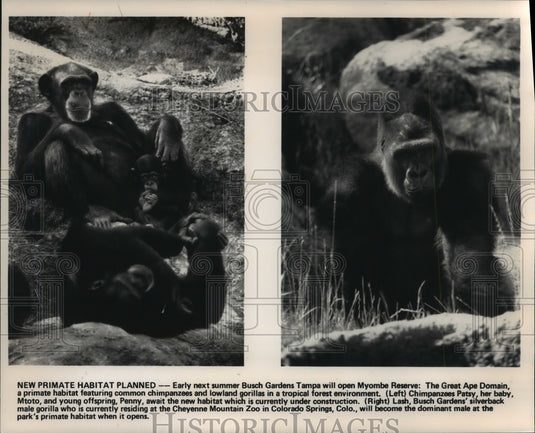 1991 Press Photo Chimpanzees, Gorilla Waiting For Myombe Reserve in Tampa - Historic Images