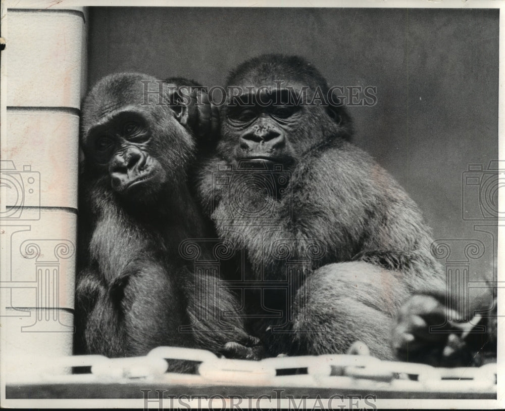 1971 Two Baby Apes At The Philadelphia Zoo-Historic Images
