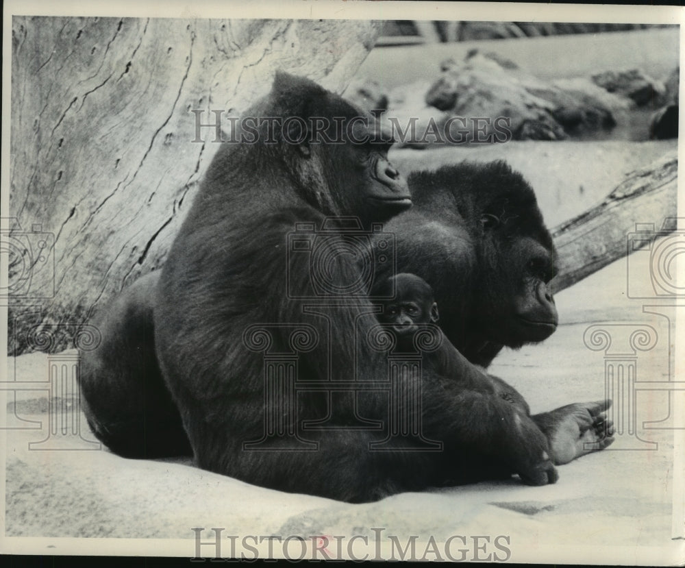 1970 Press Photo A Family Of Gorillas Sit Together In The San Francisco Zoo-Historic Images