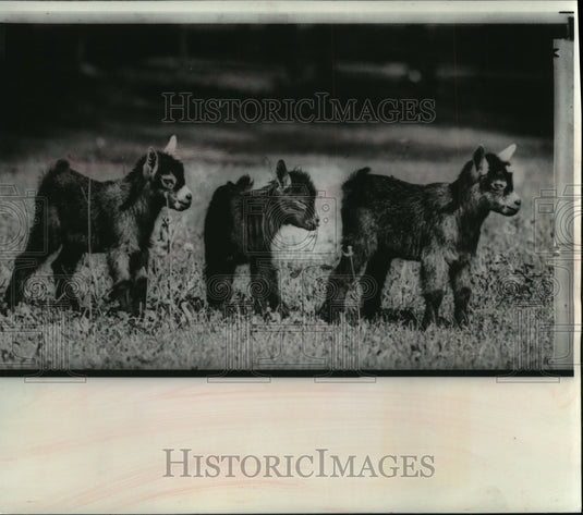 1966 Press Photo African Pigmy Goat Triplets Born at Madison, Wisconsin, Zoo - Historic Images