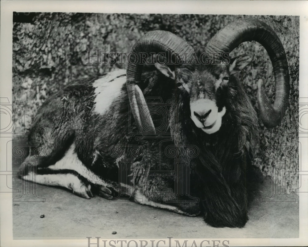 1952 Press Photo Mountain Goat Contended in London, England, Zoo - mjb30168-Historic Images