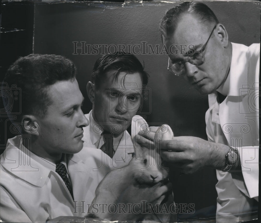 1953 Press Photo Researchers Hold Rabbit After X-Ray Testing, Marquette Univ. - Historic Images
