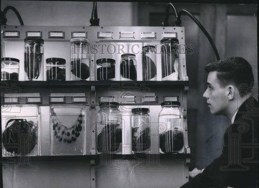 1956 Press Photo Marquette medical student Loren Vorlicky looks at a display.-Historic Images
