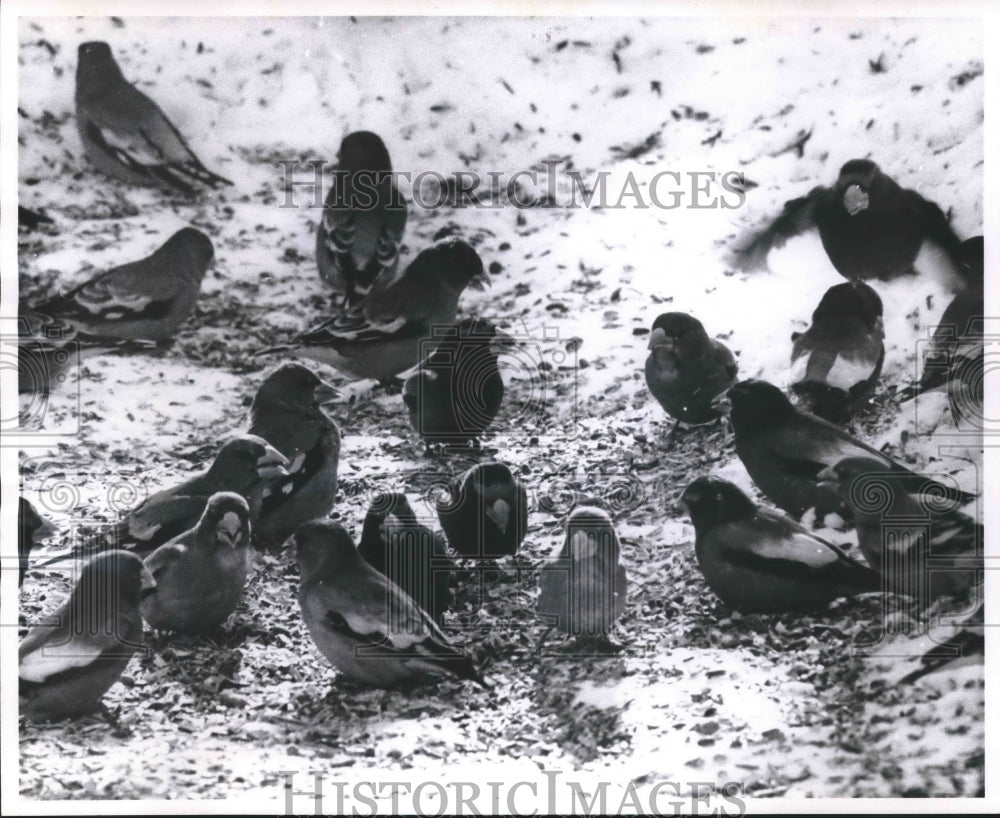 1962 Press Photo Evening Grosbeaks On Cedarburg Swamp In Saukville - mjb34048 - Historic Images