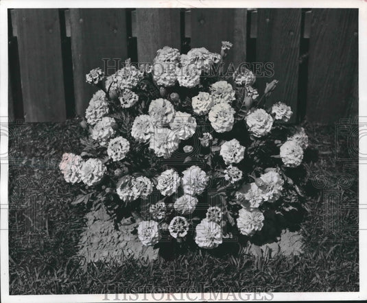 Press Photo Artho Polka Zinnia on Display Near a Fence - mjb34892 - Historic Images