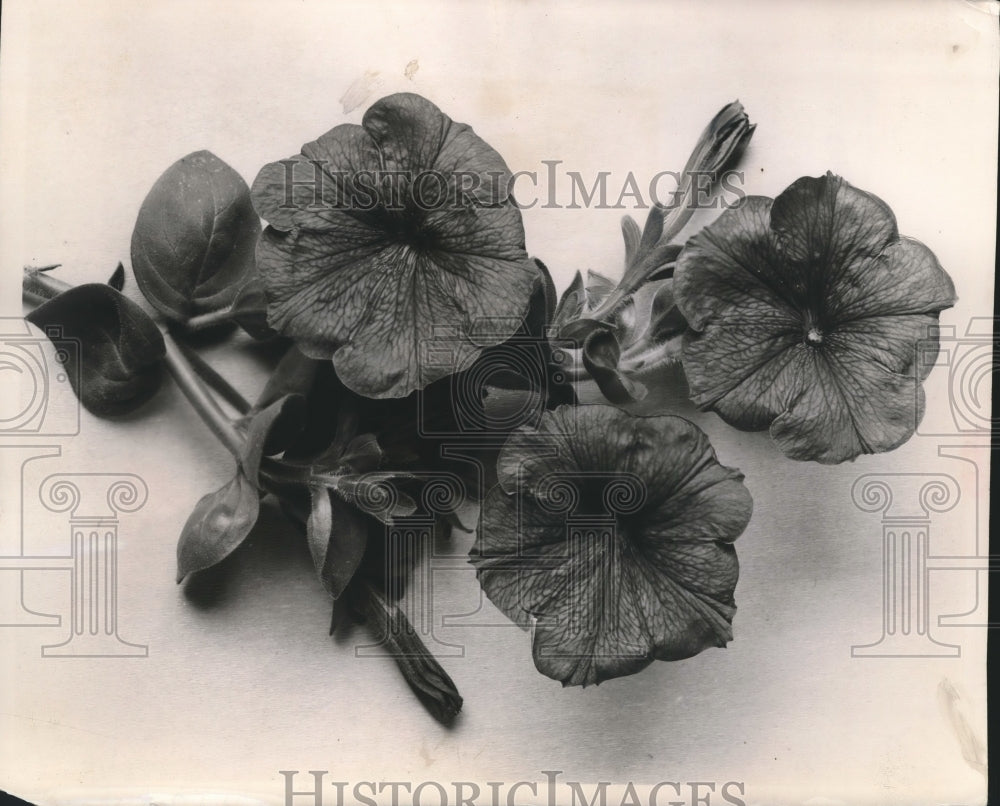 1955 Press Photo Blooming Fire Chief Dwarf Petunia - mjb35010 - Historic Images