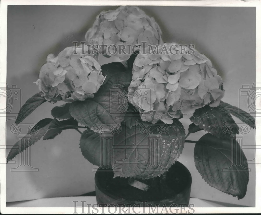 1951 Press Photo Large Potted Flowered Hydrangea - mjb35026-Historic Images