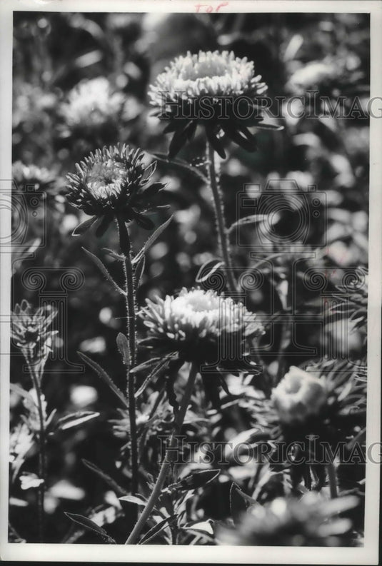 1960 Press Photo All Saints aster - mjb35672 - Historic Images