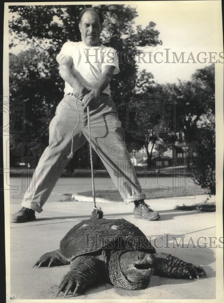 1963 Press Photo Mossback Snapper turtle walked by Ralph Matson of Mayville. - Historic Images