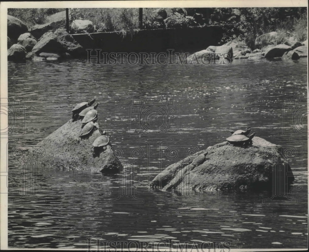 1968 Press Photo Turtles sunning on rocks, Pine River at Poy Sippi. - mjb39841-Historic Images