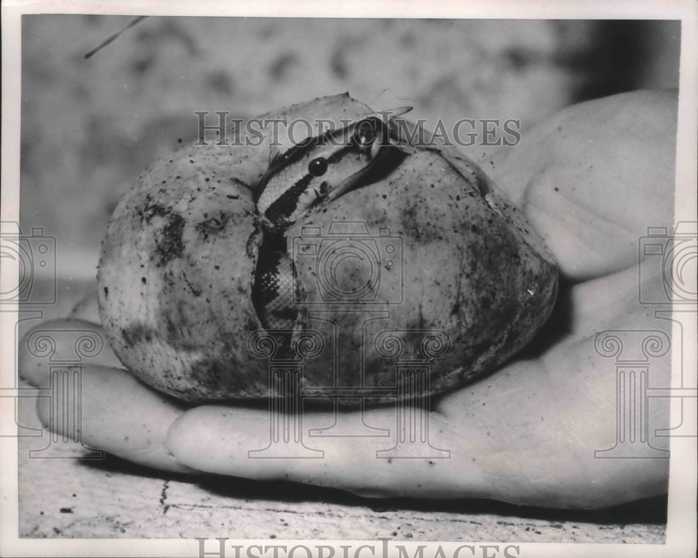 1952 Press Photo Hatching of baby Python at the London Zoo - mjb39967 - Historic Images