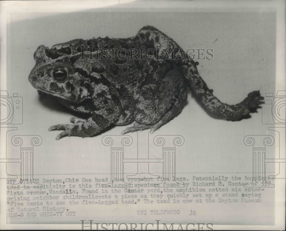 1959 Press Photo 5 legged frog found in Richard Ganter&#39;s yard in Vandalia-Historic Images