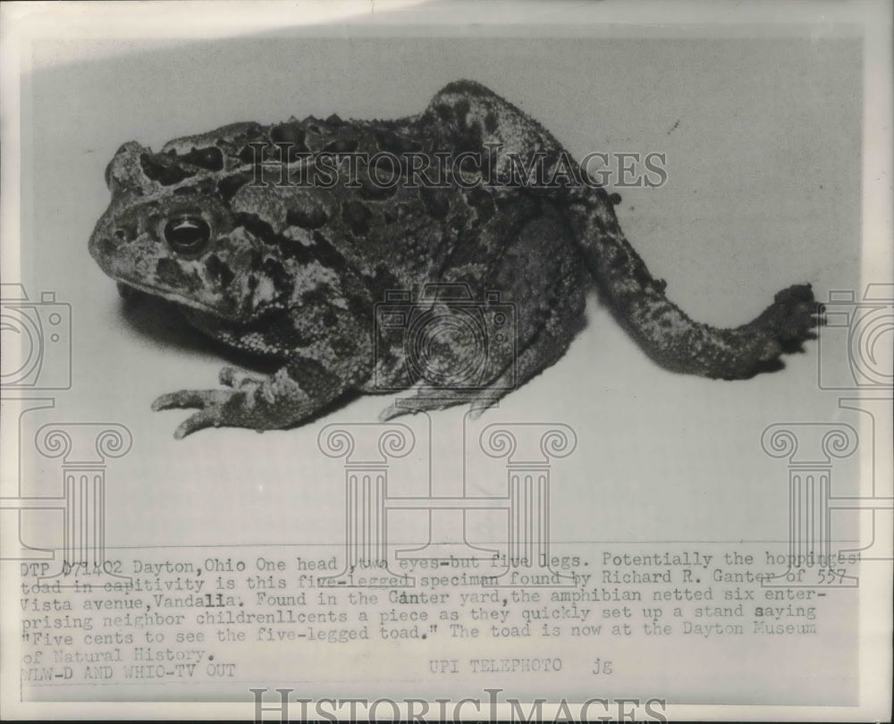 1959 Press Photo 5 legged frog found in Richard Ganter's yard in Vandalia-Historic Images