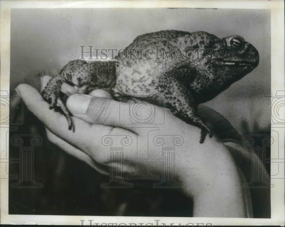 1969 Press Photo Bufo marinus, South American toad also known as Tidy Toad - Historic Images