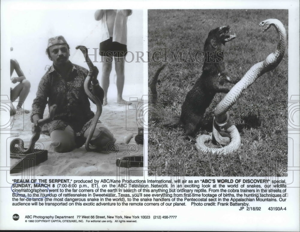1992 Snake and mongoose combat and snake handlers, part of ABC show.-Historic Images