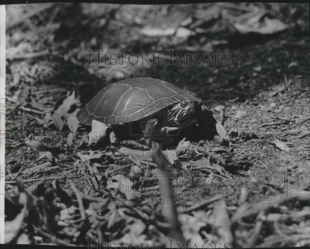 1969 Press Photo A painted turtle lugged its plated decks across the ground - Historic Images