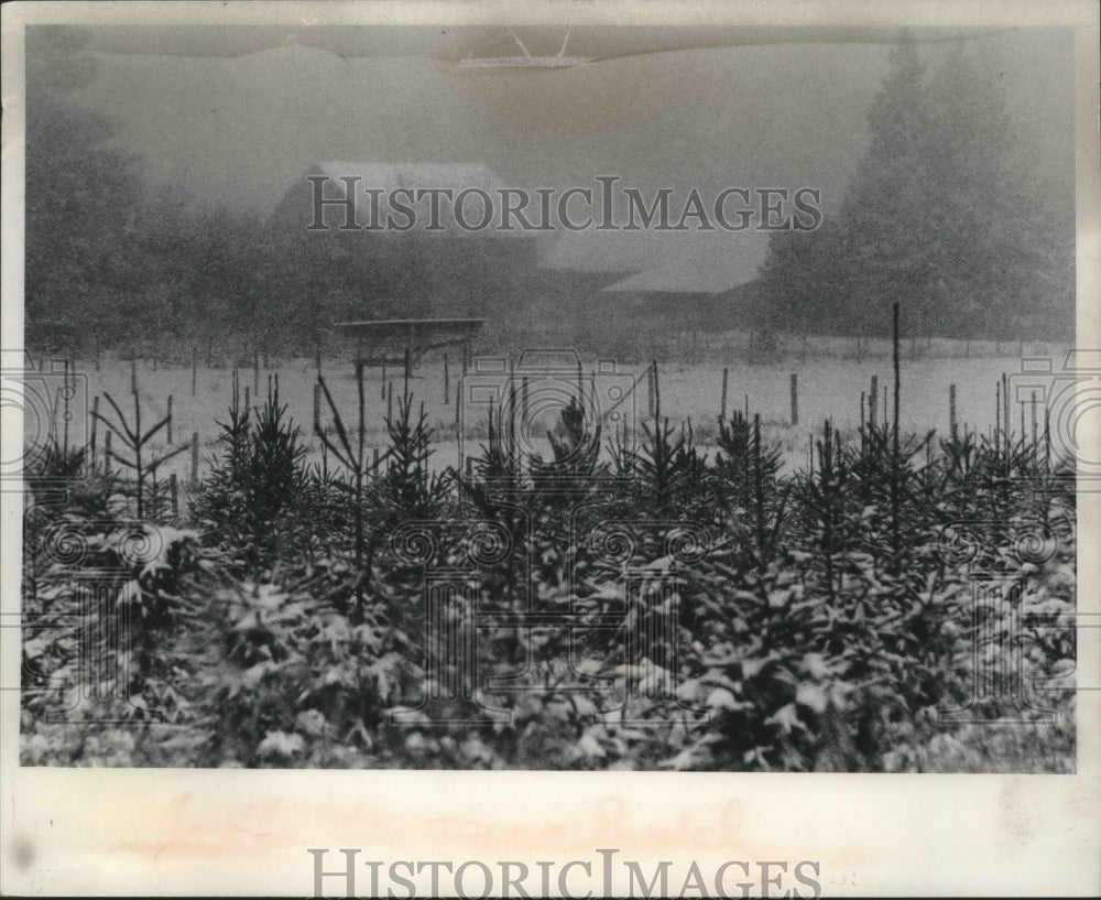 1975 The Navy is looking at these wooded-type areas for Project ELF - Historic Images