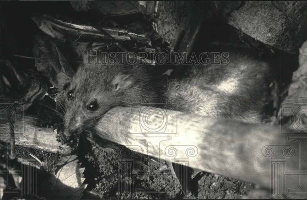 1987 Press Photo Norway Rat Speared by Steven Gretz - Milwaukee Public Works - Historic Images