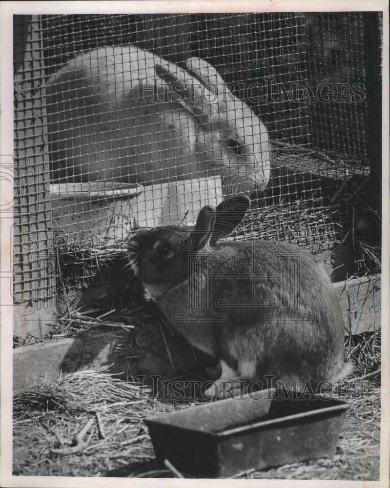 1963 Press Photo Rabbits In Robert Zens&#39; Backyard In Brookfield, Wisconsin - Historic Images