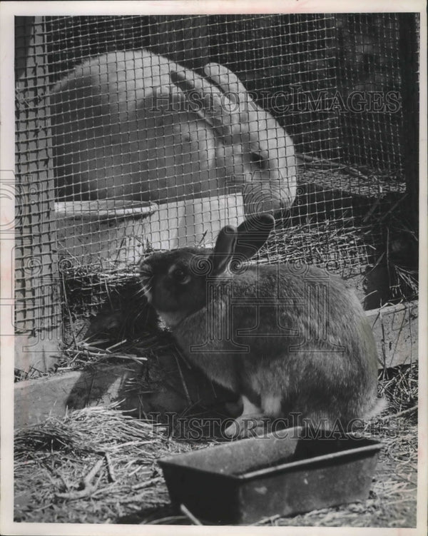 1963 Rabbits In Robert Zens' Backyard In Brookfield, Wisconsin ...