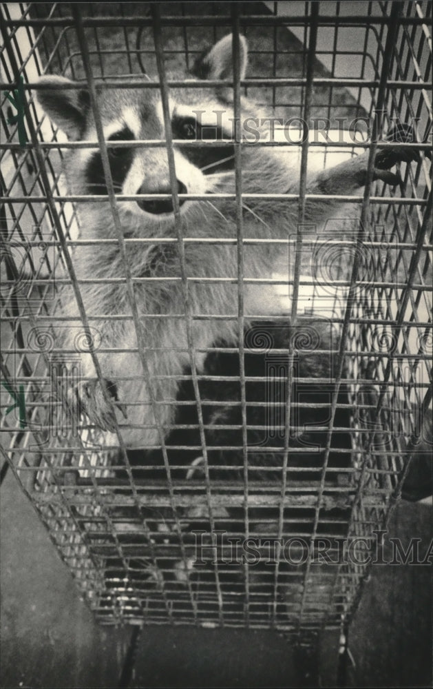 1985 Press Photo 34 raccoons caught by Milwaukee&#39;s Bureau Consumer Protection. - Historic Images
