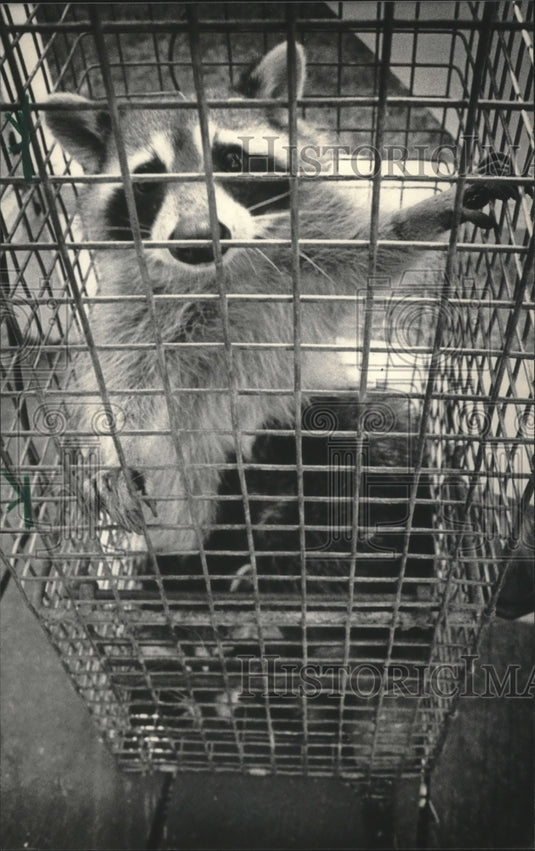 1985 Press Photo 34 raccoons caught by Milwaukee's Bureau Consumer Protection. - Historic Images