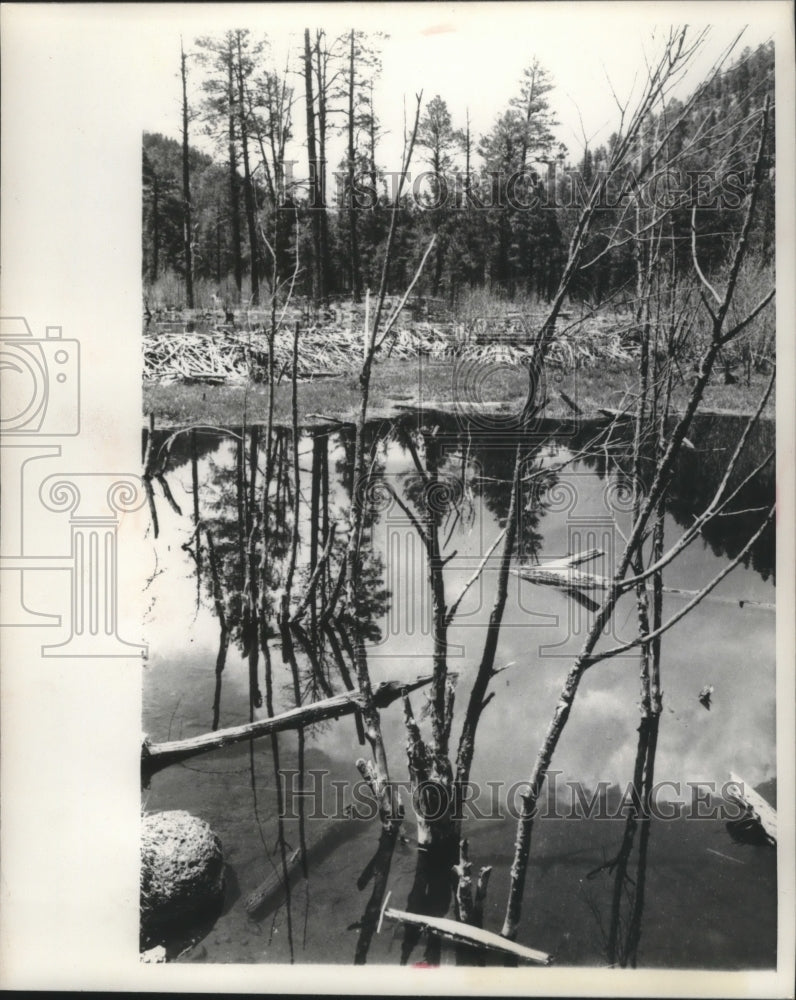 1975 Press Photo calm water at Beaver Pond New Mexico - mjb43684 - Historic Images