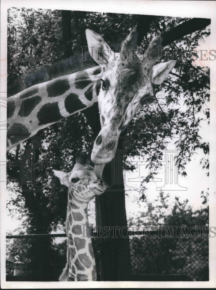 1966 Press Photo Astra kissed her two day old daughter, Maya at Rome, Italy zoo. - Historic Images