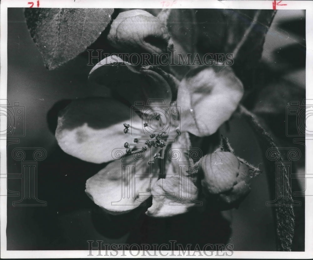 1959 Press Photo Crab Apple Flower Displayed in Close-Up Photo - mjb45402 - Historic Images