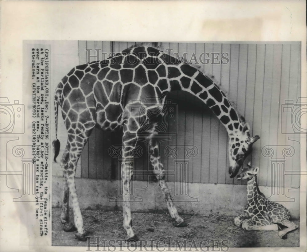 1964 Dottie, the first giraffe to give birth at Portland zoo, Oregon-Historic Images