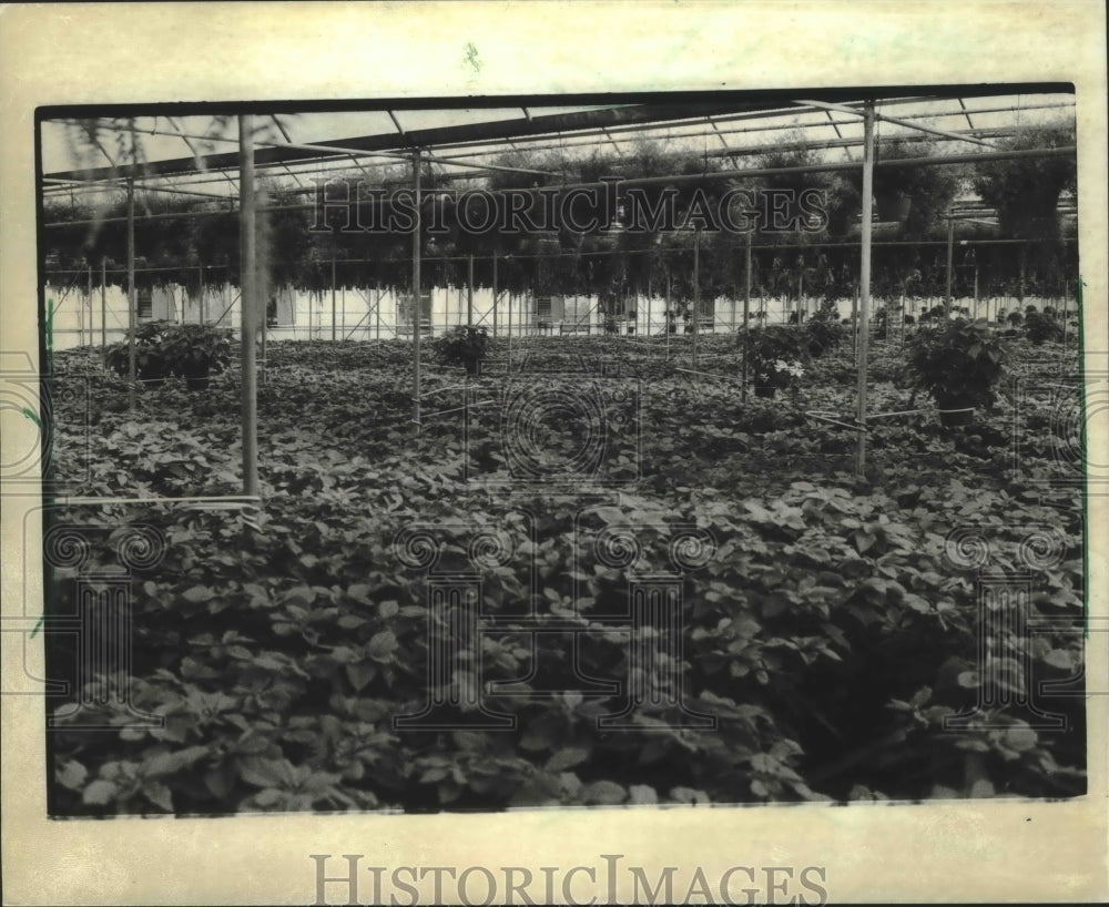 1982 Press Photo Grelling Farms Inc.&#39;s poinsettia greenhouse in Wisconsin - Historic Images