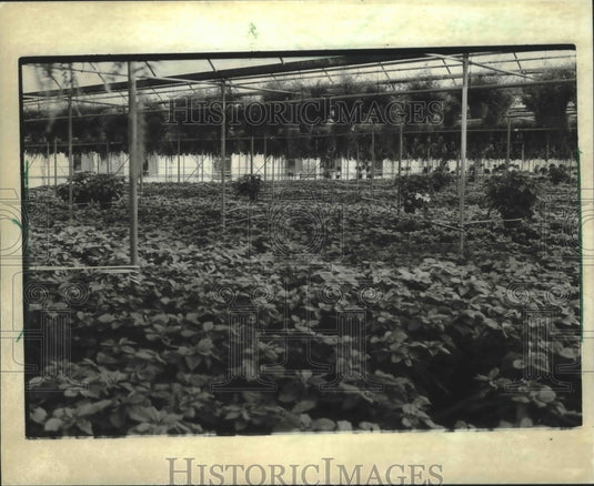 1982 Press Photo Grelling Farms Inc.'s poinsettia greenhouse in Wisconsin - Historic Images